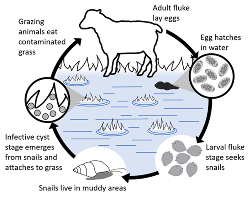 Fluke Life Cycle