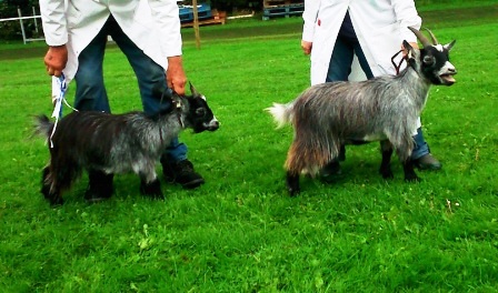 keighleygoatling