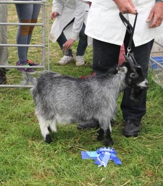 BW15goatling