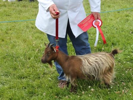 Cranleighgoatling