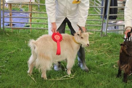 bridgendgoatling