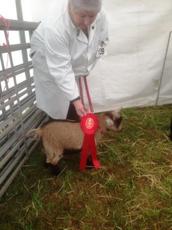 Royal Cornwall Show 004