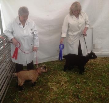 Royal Cornwall Show 005