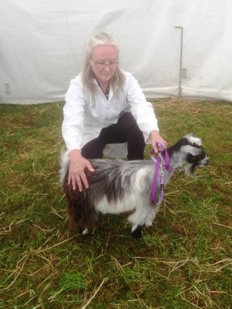 Royal Cornwall Show 006