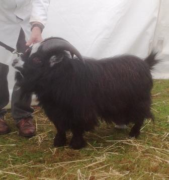 Royal Cornwall Show 025