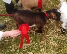 Royal Cornwall ShowMalekid