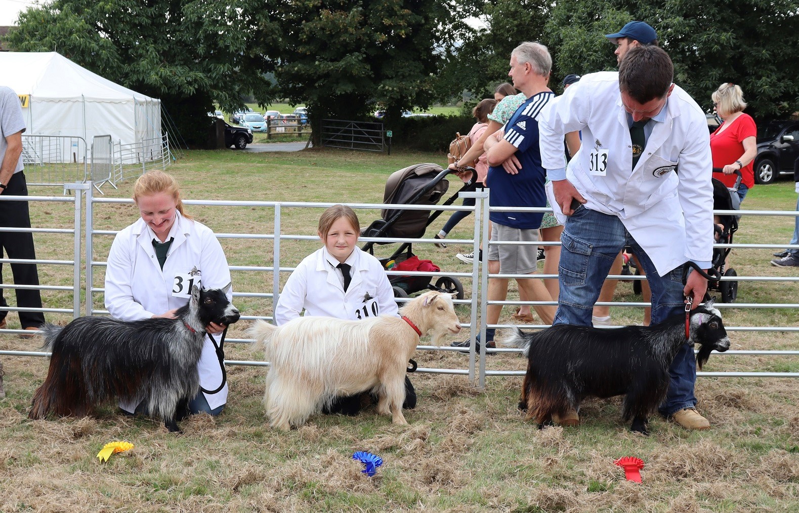 IP31st 2nd 3rd Goatling