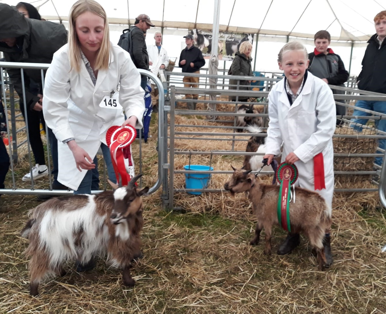 RCorn13a Best Reserve Junior Handler