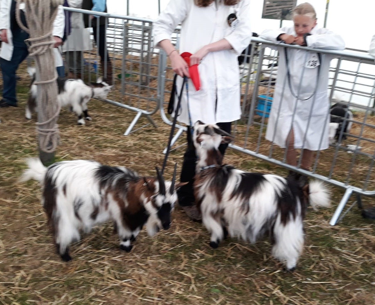 RCorn9 Pair of Goats 1st