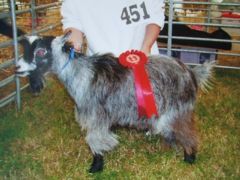 cheshiregoatling