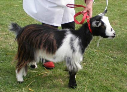 GoatlingBestinShow