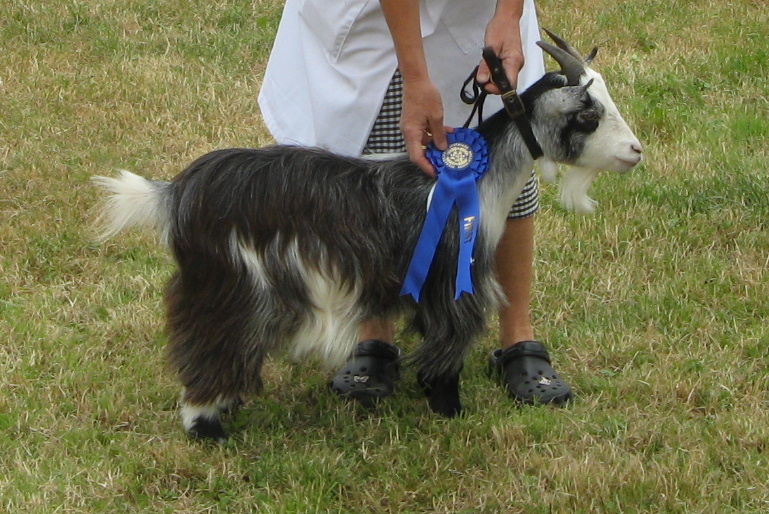 Goatling