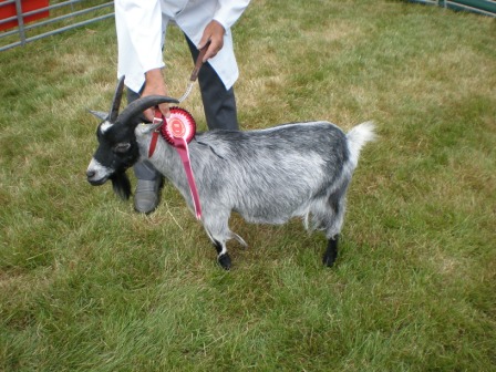 bosworthshow006