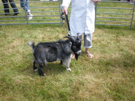 bosworthshow010