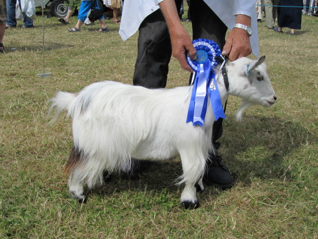 goatling